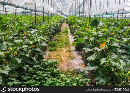 Vegetables plantations in a green house.