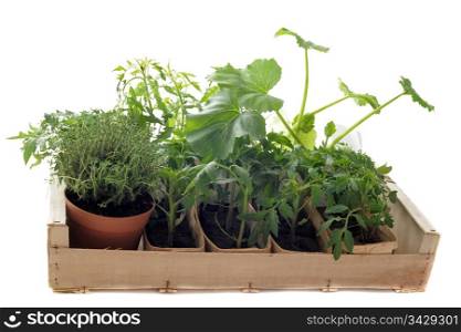 vegetables seedling in a crate in front of white background