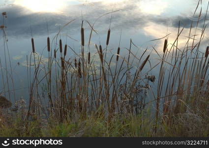 Vegetation