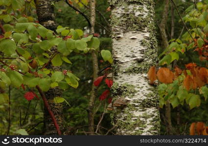 Vegetation