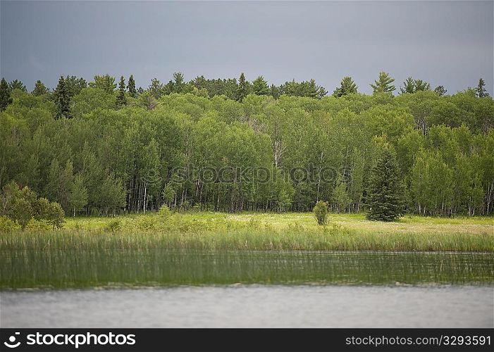 Vegetation along shoreline at Lake of the Woods, Ontario