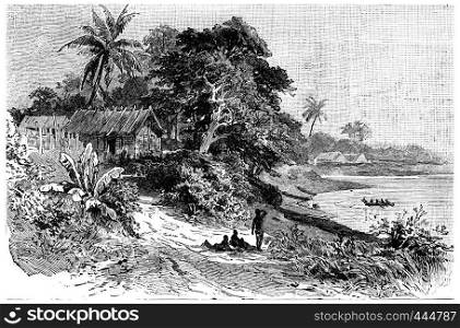 Vegetation at the mouth of the Cameroon River, vintage engraved illustration. Journal des Voyage, Travel Journal, (1880-81).