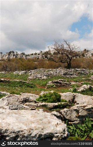 Vegetation in rocks. Wild district in the Crimean reserve