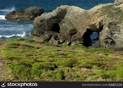vegetation in the coast of the north of spain