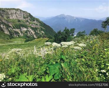 Vegetation on the peak of Caucasus mountains. Roza Khutor, Russia