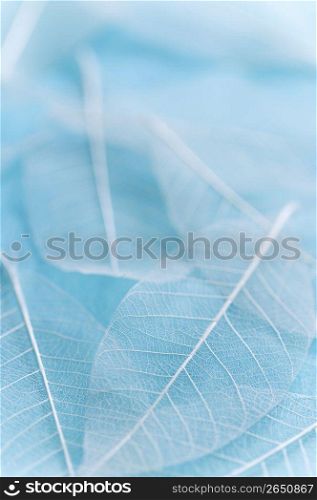 Veins of a leaf