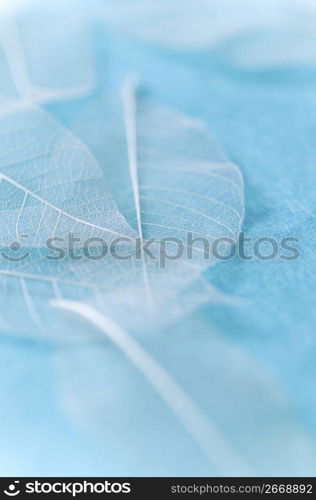 Veins of a leaf