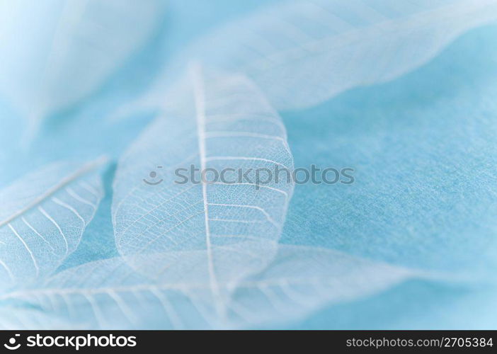 Veins of a leaf