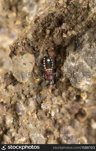 Velvet ant mimic assasin bug, Rasahus arcuiger, Satara, Maharashtra, India