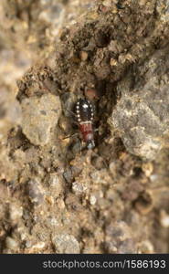 Velvet ant mimic assasin bug, Rasahus arcuiger, Satara, Maharashtra, India