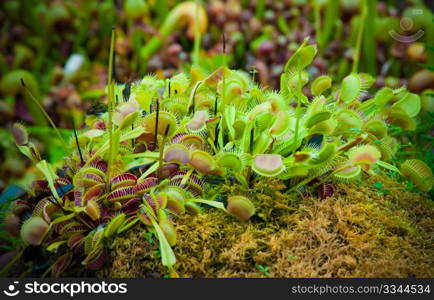 Venus flytrap