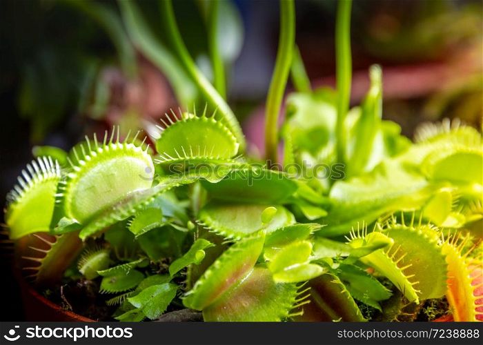 Venus flytrap carnivorous plant. Dionaea Muscipula close-up view. Venus flytrap carnivorous plant close-up view