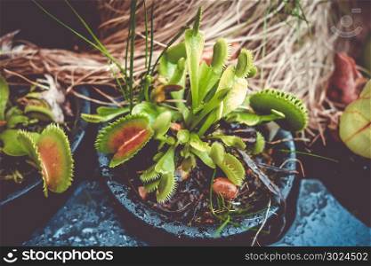 Venus flytrap close-up. Carnivorous plant. Venus flytrap, carnivorous plant