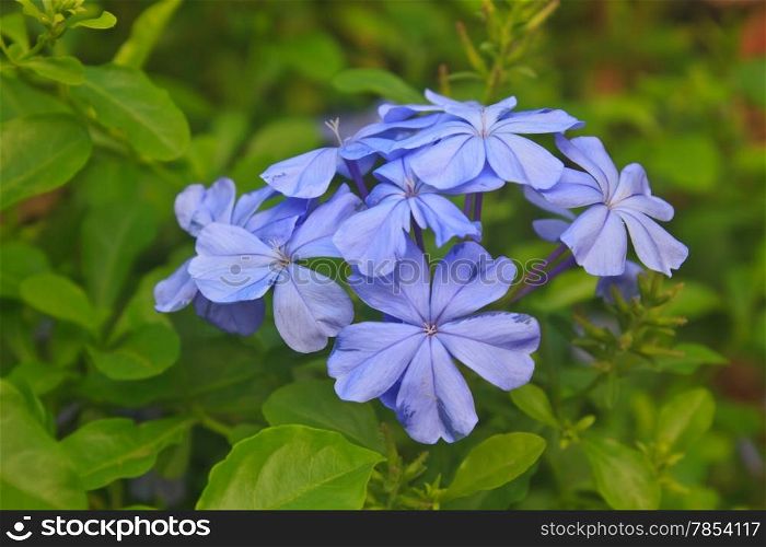 verbena flower in garden, close up beautiful flower in nature