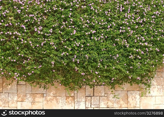Verbena hybrida flower upon the wall, green and flower background