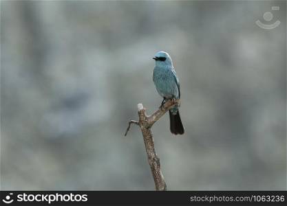 Verditer Flycatcher, Eumyias thalassinus, Mishmi Hills, Arunachal Pradesh, India
