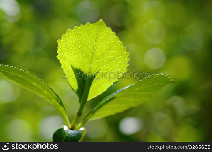 Verdure Thehydrangea