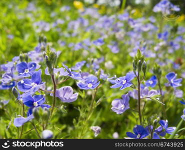 Veronica chamaedrys. blue flower, Germander Speedwell, Bird&rsquo;s-eye Speedwell, Veronica chamaedrys, on a meadow