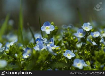 Veronica chamaedrys, germander speedwell, bird&rsquo;s-eye speedwell, meadow spring blue flower