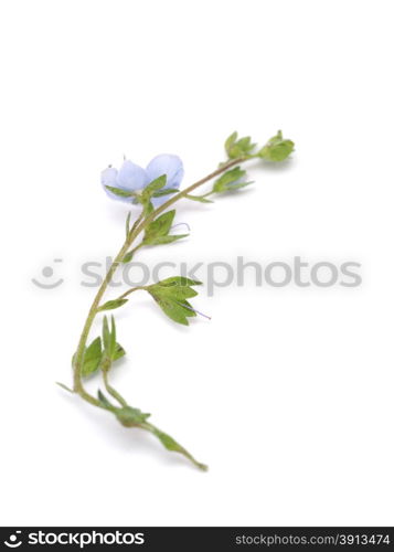 Veronica Chamaedrys on a white background