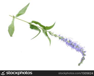 Veronica spicata on a white background