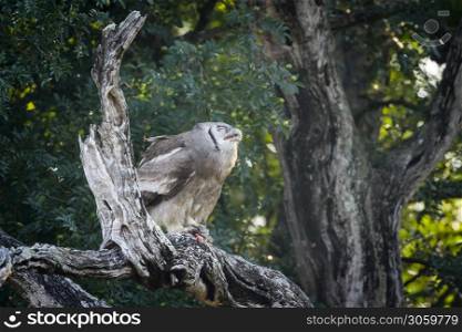 Verreaux Eagle-Owl eating a prey in Kruger National park, South Africa ; Specie Bubo lacteus family of Strigidae. Verreaux Eagle-Owl in Kruger National park, South Africa