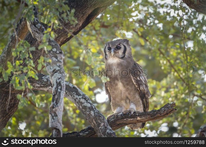 Verreaux Eagle-Owl in Kruger National park, South Africa ; Specie Bubo lacteus family of Strigidae. Verreaux&rsquo;s Eagle-Owl in Kruger National park, South Africa