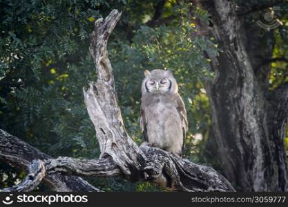 Verreaux Eagle-Owl standing in log at dawn in Kruger National park, South Africa ; Specie Bubo lacteus family of Strigidae. Verreaux Eagle-Owl in Kruger National park, South Africa