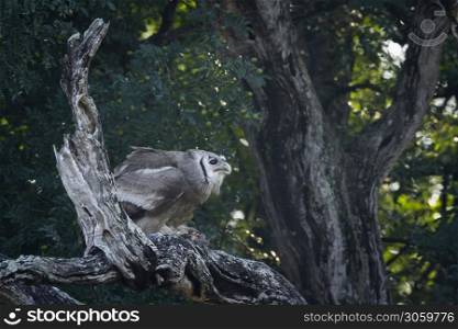 Verreaux Eagle-Owl standing on dead tree in Kruger National park, South Africa ; Specie Bubo lacteus family of Strigidae. Verreaux Eagle-Owl in Kruger National park, South Africa
