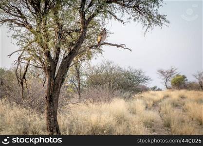 Verreaux's eagle-owl sitting in a tree in the Central kalahari game reserve, Botswana