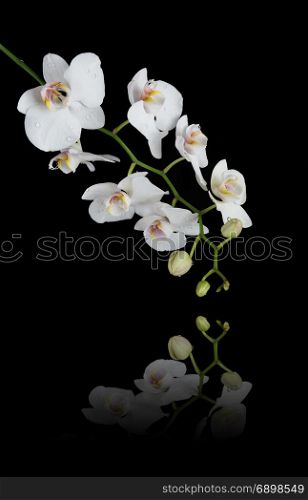 Vertical banner with white orchid phalaenopsis flower covered with water drops, with reflection, isolated on a black background