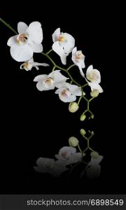 Vertical banner with white orchid phalaenopsis flower covered with water drops, with reflection, isolated on a black background