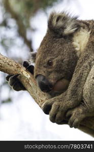 "Vertical, close in image of koala holding tightly to gum tree branch while awake and restful. Koala is a beloved, iconic image of Australia, an attraction affectionately said by visitors to be like a "living teddy bear." "