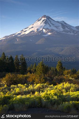 Vertical composition over sage brush Mt Shasta California