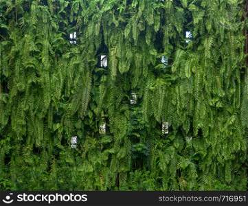 Vertical garden lush green wall pattern surface texture. Close-up of exterior natural material for design decoration background