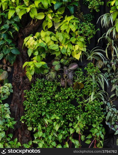 Vertical garden wall