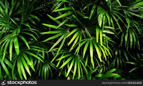 Vertical garden with tropical green leaf, contrast