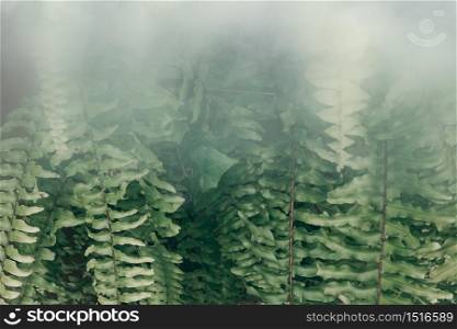 Vertical garden with tropical green leaf with fog and rain, Dark tone