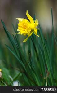 Vertical image of a bright and shiny daffodil flower