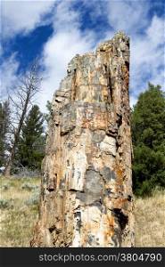 Vertical image of a petrified tree residing in Yellowstone National Park with blue sky and clouds