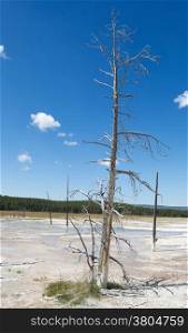 Vertical image of a tall dead tree standing upright in the hot springs of Yellowstone Park with blue sky and clouds in background