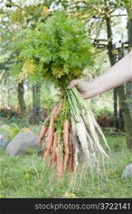 Vertical image of person holding bunch of carrots.