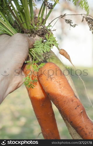 Vertical image of person holding bunch of carrots.