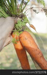 Vertical image of person holding bunch of carrots.
