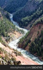 Vertical image of Yellowstone River running through the canyon during a summer day surrounded by pine trees