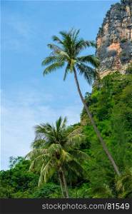 vertical landscape of tropical palm trees and sheer cliff. Thailand