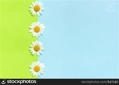 Vertical line chamomiles daisies flowers on green and blue color paper background in minimal style Copy space Template for lettering, text or your design Creative Flat lay Top view. Top-down composition.. Vertical line chamomiles daisies flowers on green and blue color paper background in minimal style Copy space Template for lettering, text or your design Creative Flat lay Top view