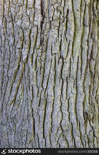 vertical part of bark on trunk of old oak tree