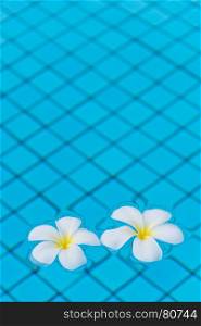 vertical photo of plumeria flowers on water, space from above