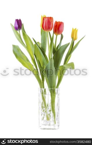 Vertical photo of tulip flowers in glass vase isolated on white background